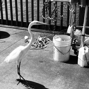 Meet your Posher, Chad